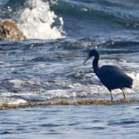06/28探鳥記録写真：２０２５年4月に出会った鳥たち②