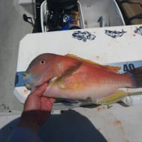 イサキ１０匹の予定でしたが・・・珍魚連発(^O^)／