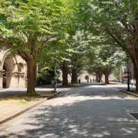 東京大学の青銀杏並木