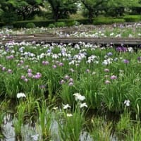 6月の歩こう会