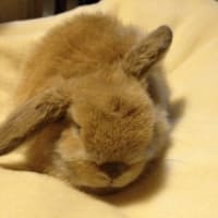 きなこの得意技