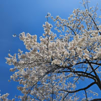 桜まつり2024.4.15
