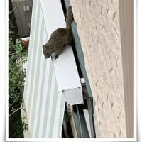 登れない ウーロンとリスくんの話