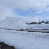立春寒波から漸く脱出です。