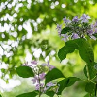 お山の中の紫陽花。