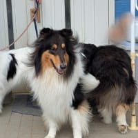 どうしても一緒に写りたいマジメきゅん