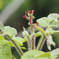 鬼胡桃の花