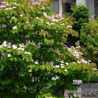 庭のヤマボウシ（１）「サトミ」