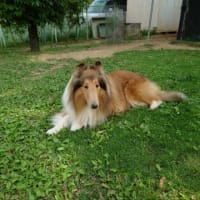 リカちゃん交配しました