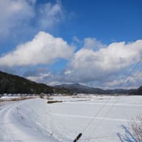 お散歩日和になりました