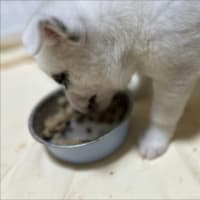 食いムラ大王再び