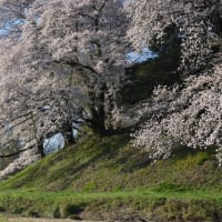 七輿古墳の桜！
