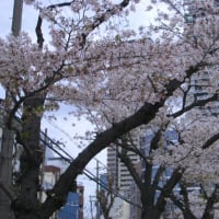 お花見ランチ〜4〜