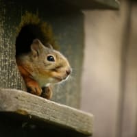 井の頭自然文化園