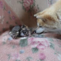 最近の「サラン」と猫とその子供とハクビシン