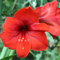 アマリリスの赤い花