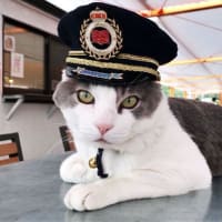 私の愛した京王線・猫電車