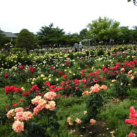 RSKバラ園にて。