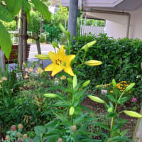 カサブランカ