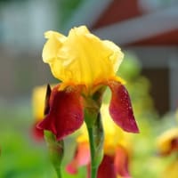 夏の花達２）アヤメの仲間