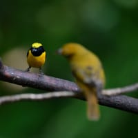 コスタリカ紀行　第1日目　サラピキ編　その２／ヒメテンニョゲラ　キビタイフウキンチョウ　マミジロアメリカムシクイ　キボウシスミレフウキンチョウなど