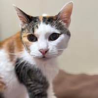 猫の自宅点滴で焦る
