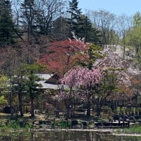 玉泉館跡地公園の桜🌸