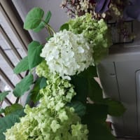 風が強い日に紫陽花「アナベル」の花茎が折れてしまいました。