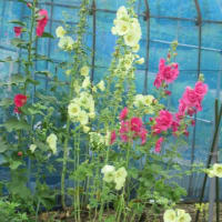 紫陽花とタチアオイ