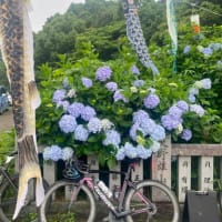 毎年恒例の粟井神社・紫陽花サイクリング♪