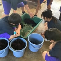 駆除ウニの数を数える