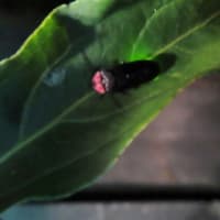 コウノトリ