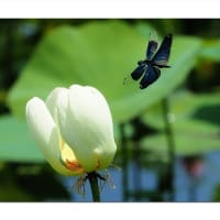 白蓮は指定席