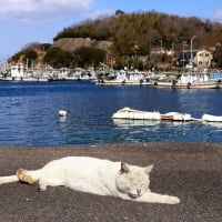 瀬戸内G島の猫たち　2025年2月　その15