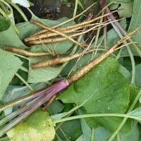 ＜我が家の菜園519＞　「サラダごぼう」間引き
