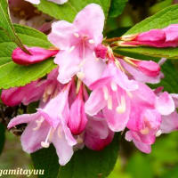 「相模原麻溝公園」では「タニウツギ」がピンクの可憐な花を！！