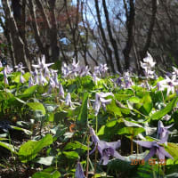 豊田市足助町の飯盛山にカタクリの花が綺麗です。