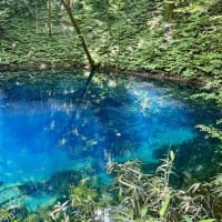 私、白神山地で暮らせるかも