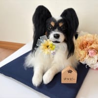 パピヨン　チャビーくん　（メモリアル）
