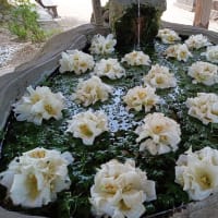 花手水（ちょうず）嵐山瀧神社（たきじんじゃ）