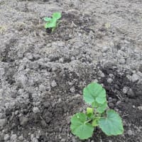 お待たせ！野菜苗