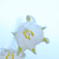 散策路で