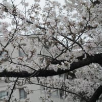 満開近し♪