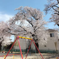 ふと、思い立って近所の公園の桜を見に行きました。