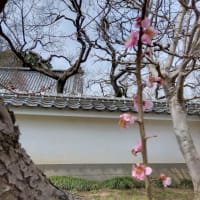 地震よけのおまじない