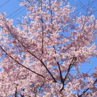 大仙公園　日本庭園の春（２０２５年３月２０日）