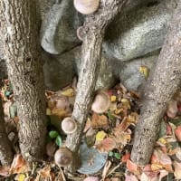 キノコの季節