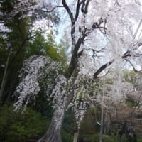 山崎聖天さんの桜