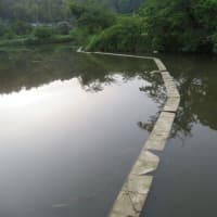 成願寺の池