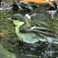 いつもの公園